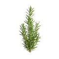 Herb Butter