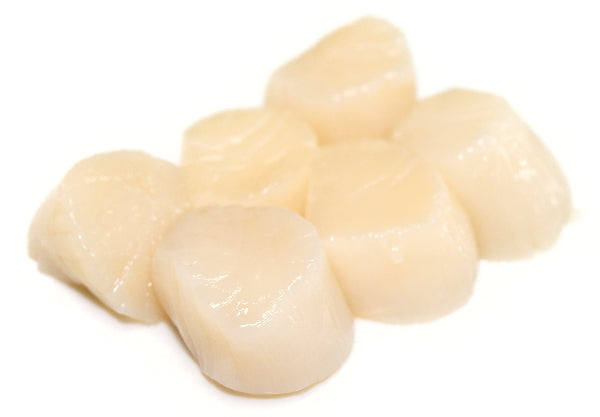 Scallops